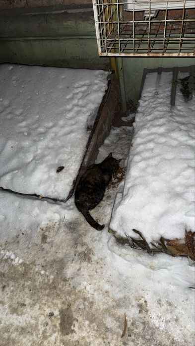 Віддам в добрі кури кицю