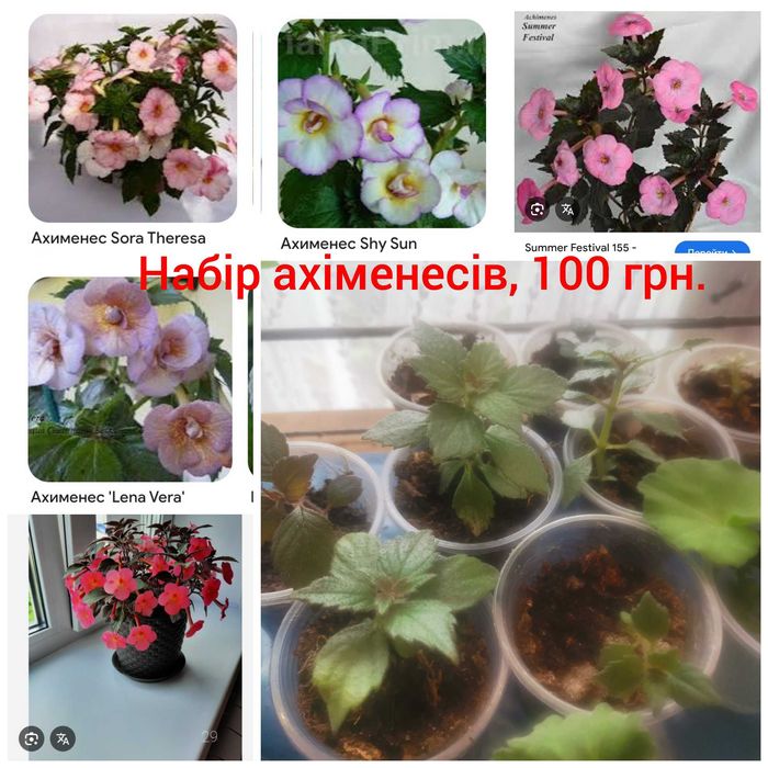 Ахіменеси 12 сортів