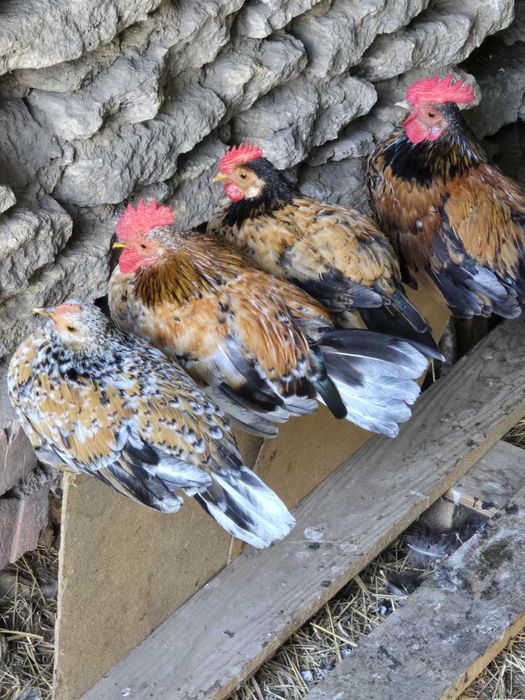 Продам декоративних курей