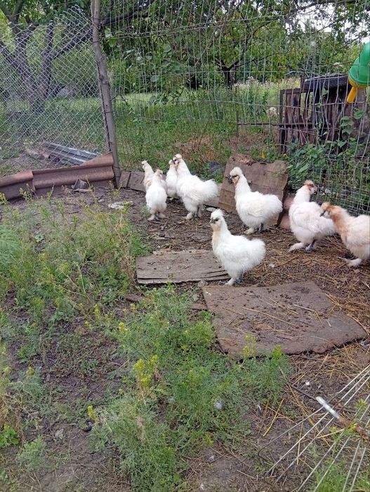 Продам курочек и петушков