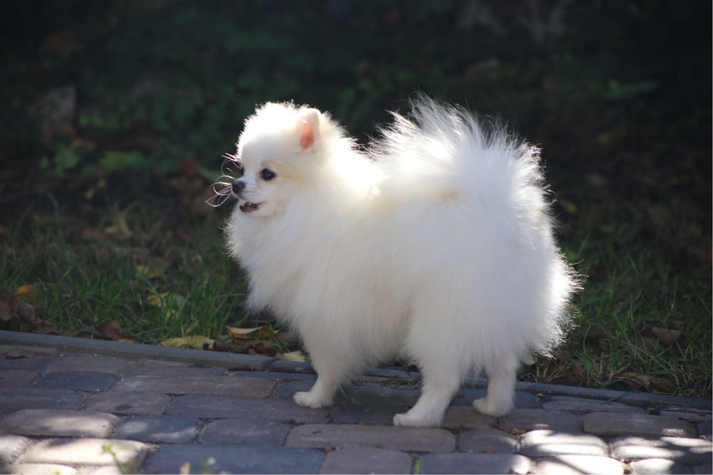 Хлопчик померанец міні