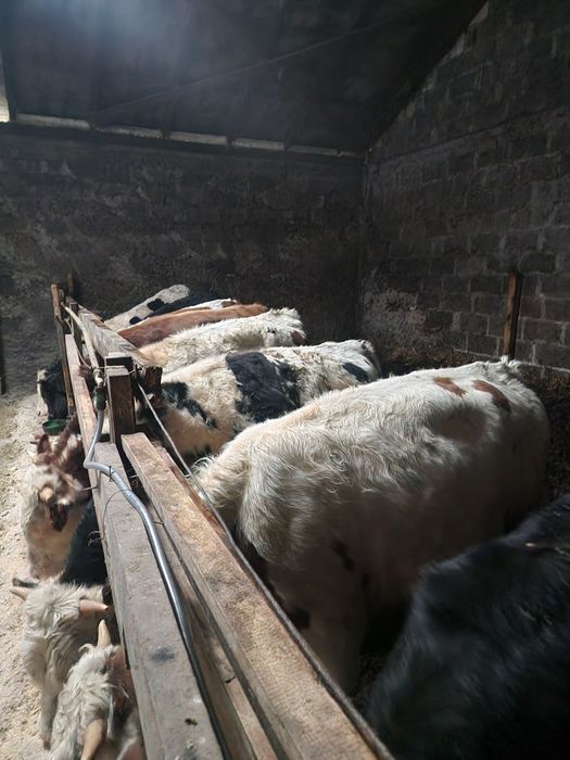 Byczki limuse simental hf