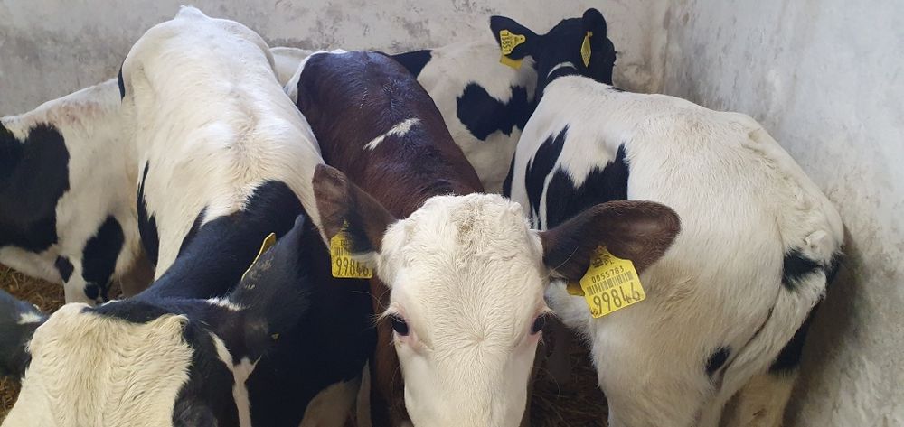 Byczki jałoszki cielaki, mięsne, mieszańce, NCB, HF sprzedam