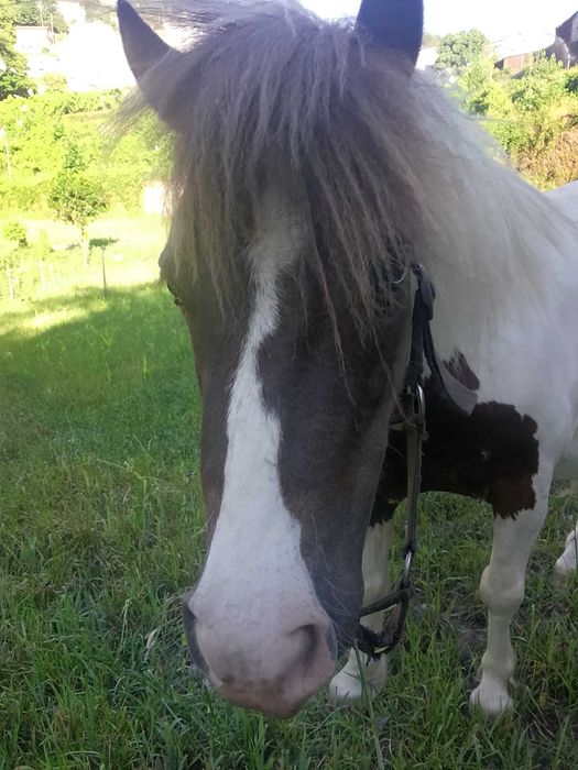 Ponei tipo shetland