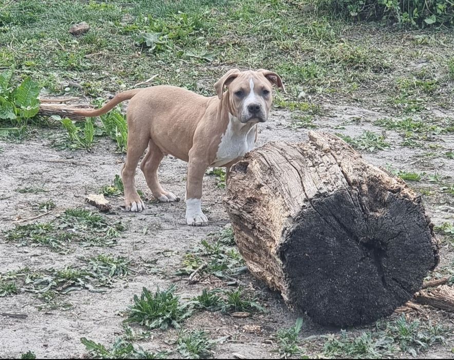 American Staffordshire Terrier