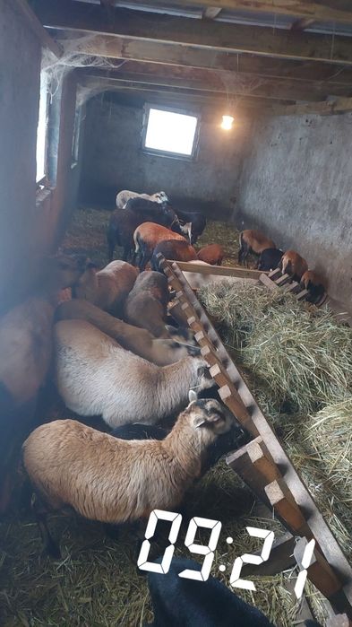 Tuszki baranie - owce kameruńskie