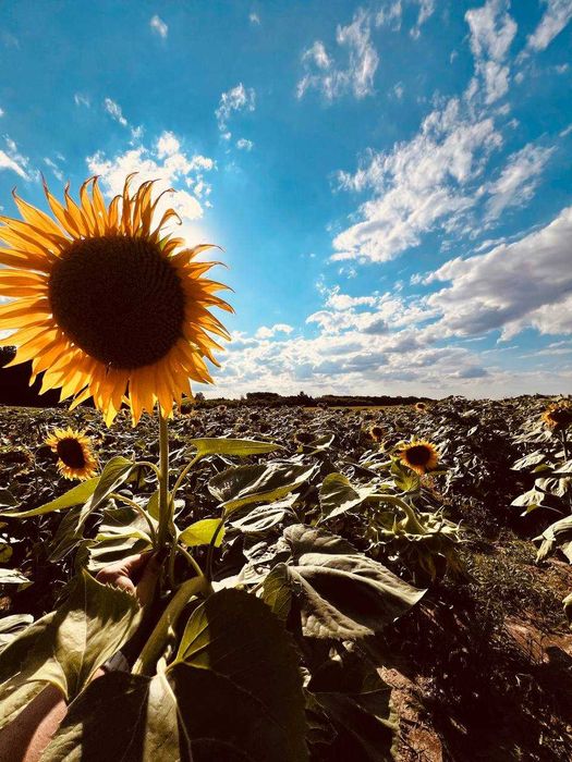 Продається земельна ділянка в с. Хижинці 2187