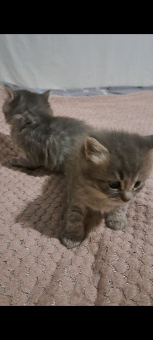 Продаємо котиків