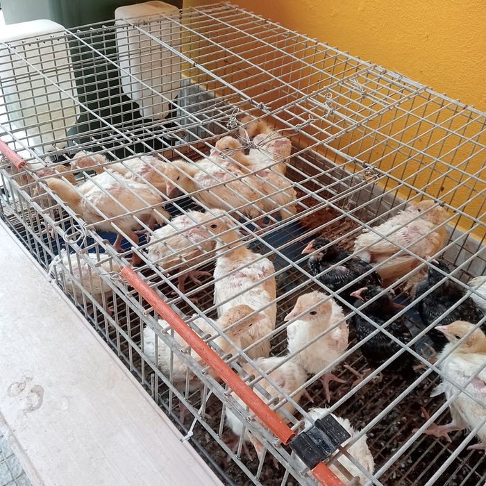 Perus brancos de aviário