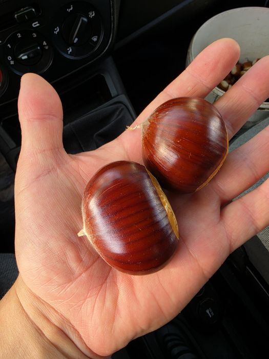 Castanha de alta qualidade