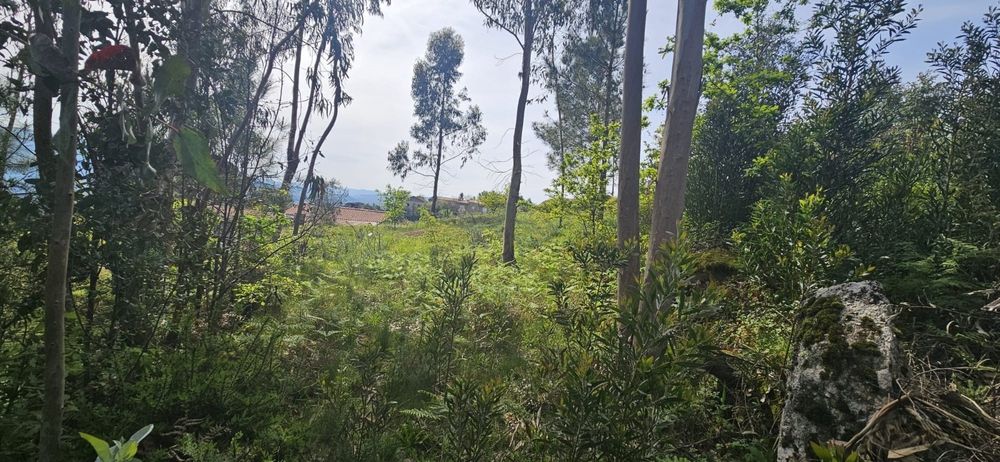 Terreno Rústico vista Rio Douro