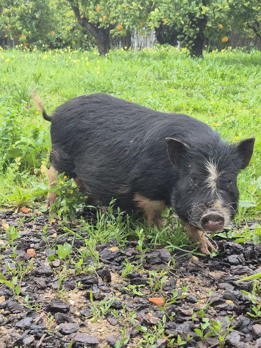 Porcos Pot Belly / Vietnamitas - 12 Disponíveis! Barato - SB Messines