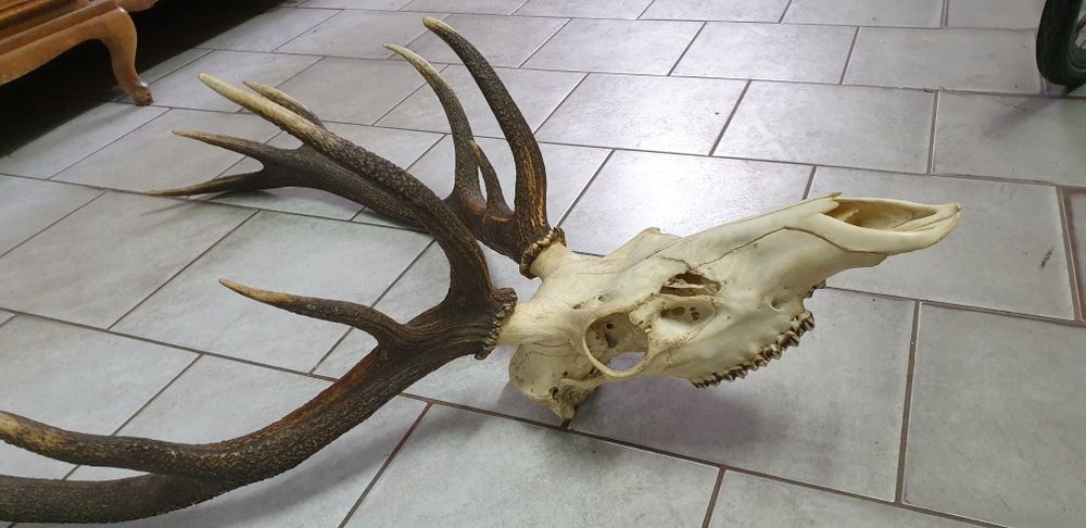 Wielkie trofeum jelenia poroże z czaszką, dwunastak