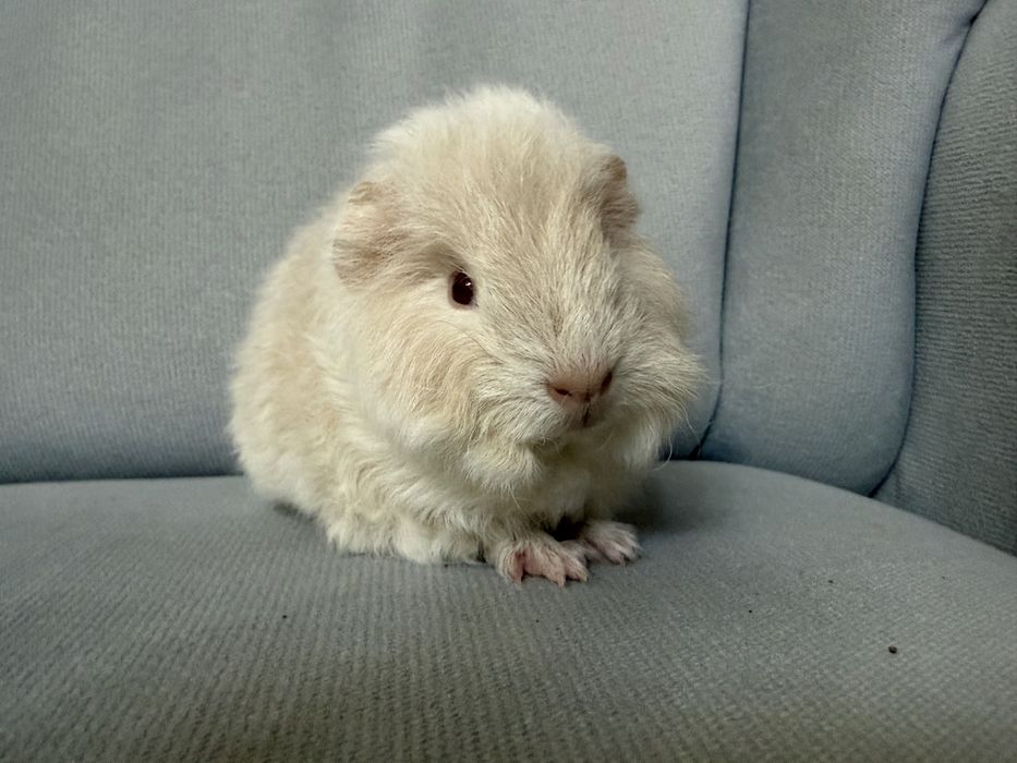 świnka  morska CH teddy samiec