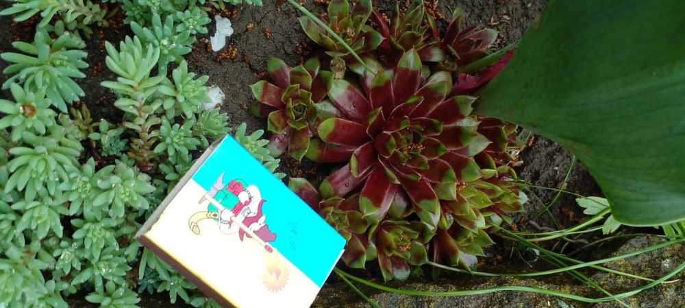 Молодило 8 сортов.Ирис карлик