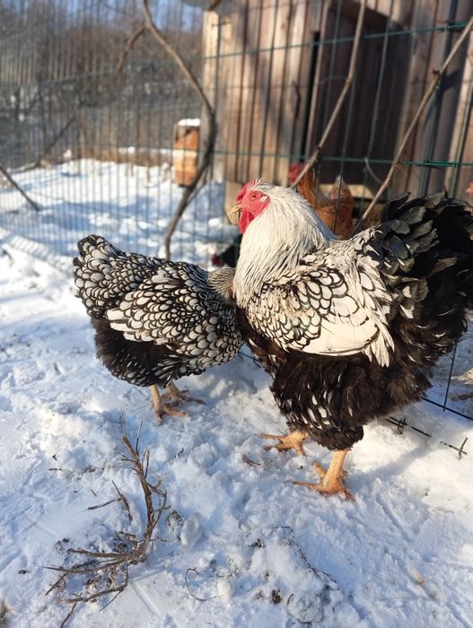 Віандот срібло інкубаційні яйця