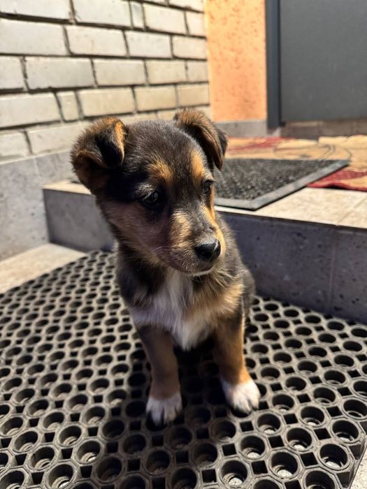 Віддам  цуценя , вік 3 місяця