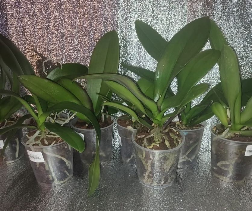 Орхідеї відцвіташки ,колір сюрприз