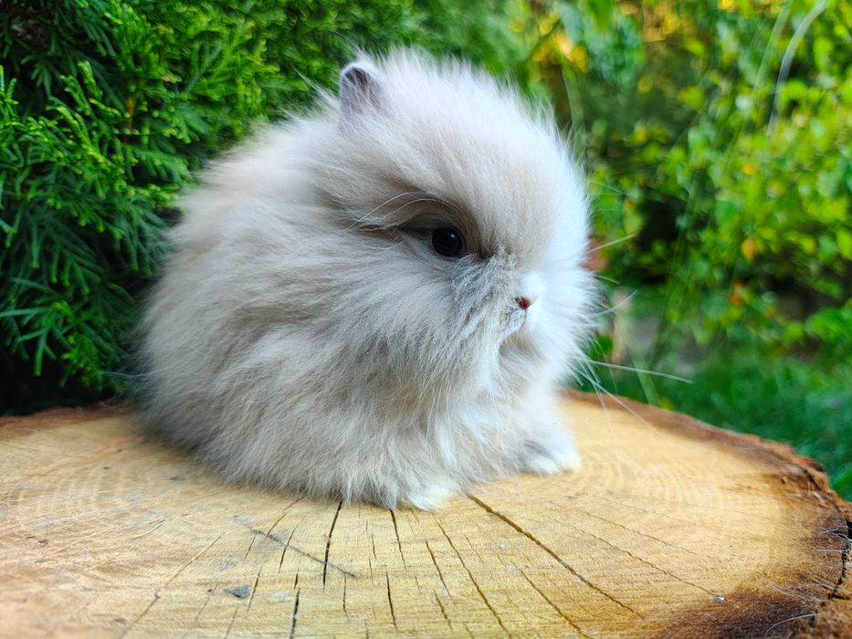 Króliczki Mini Lop i Karzełki Teddy.