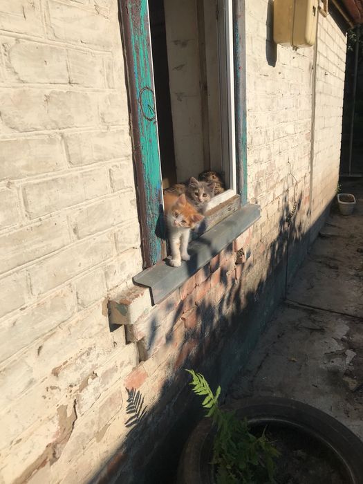 Котята в добрі руки