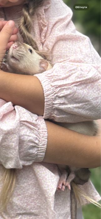 Відам домашнього щура в добрі руки