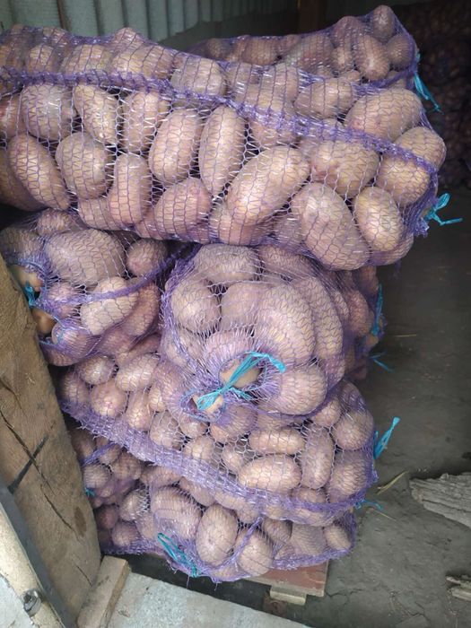 Продам картоплю опт
