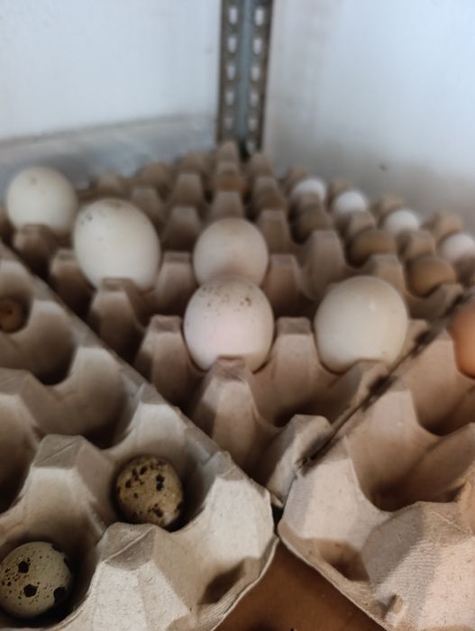 Ovos de pata  muda para incubação