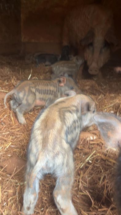 Porcos mangalitsa à venda