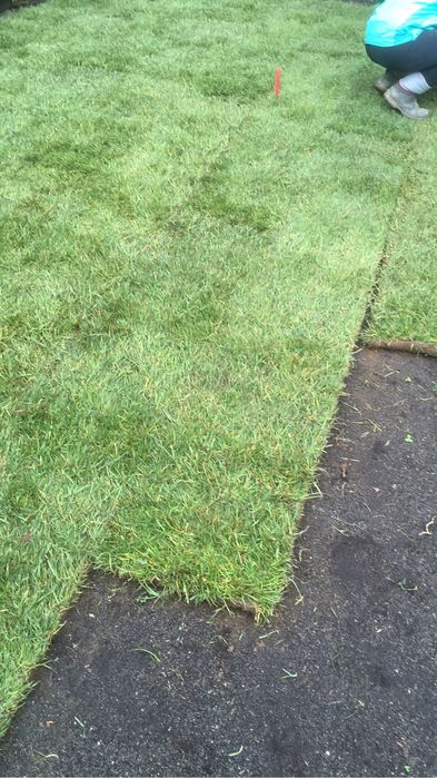 Trawa z rolki, trawnik z siewu