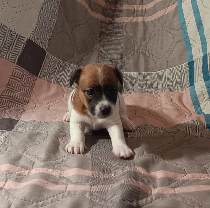 Джек Рассел тер'єр метіс