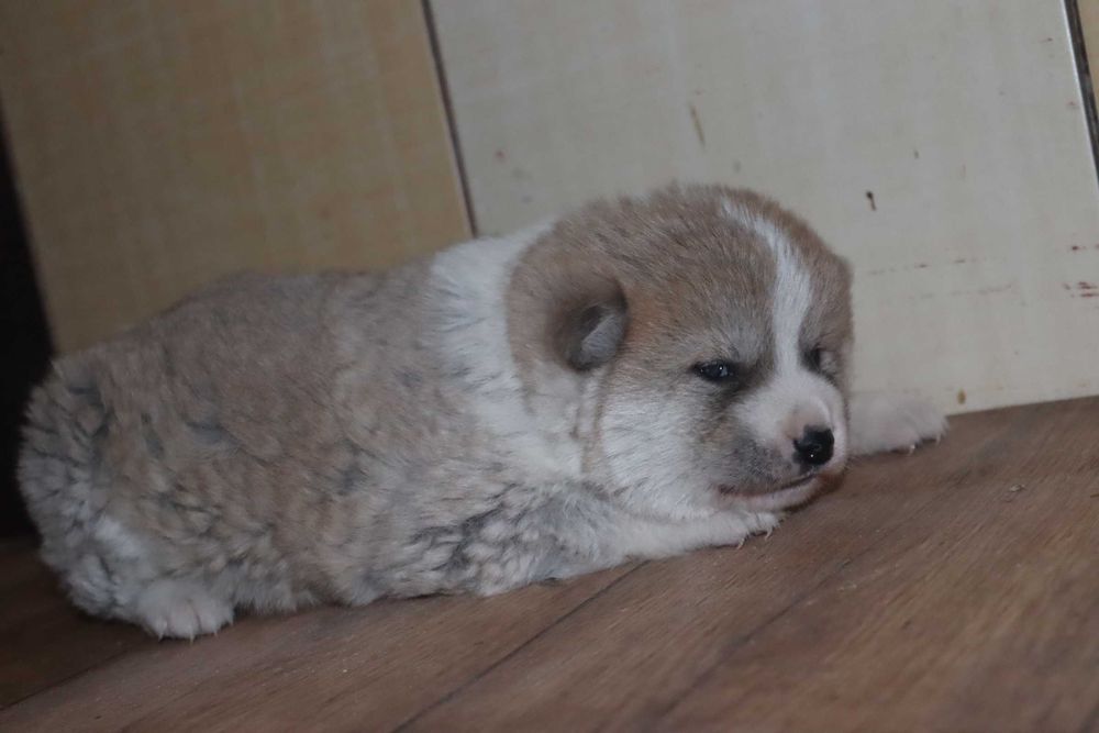 Щенок японской акиты инну - кобель