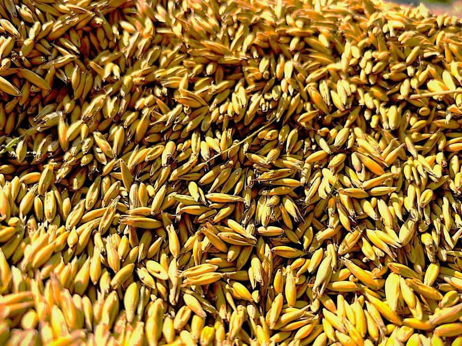 Owies ładny  - polski