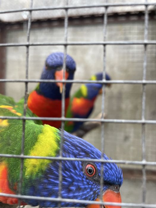 Loris molucanos Criados pelos PAIS