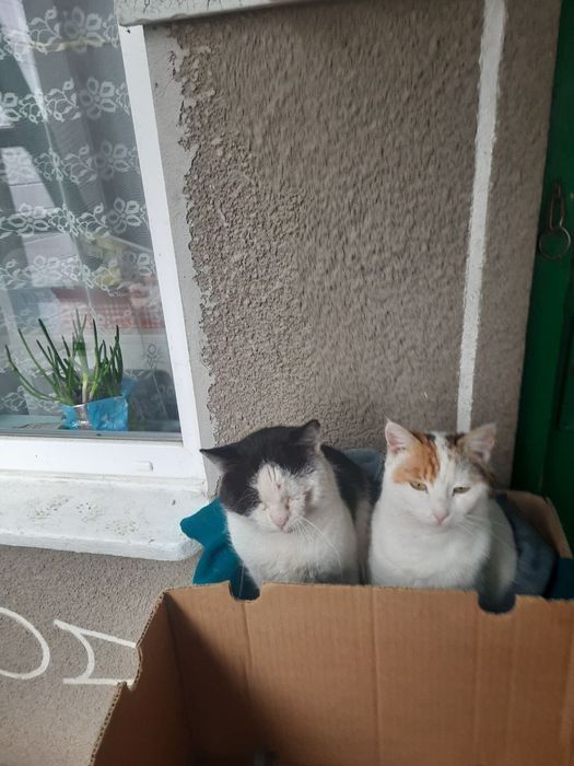 Котик до року  кіт