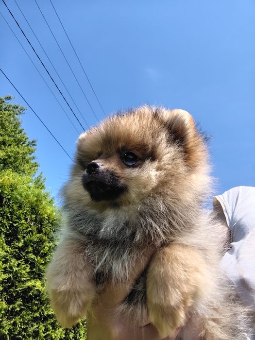 Szpic miniaturowy pomeranian