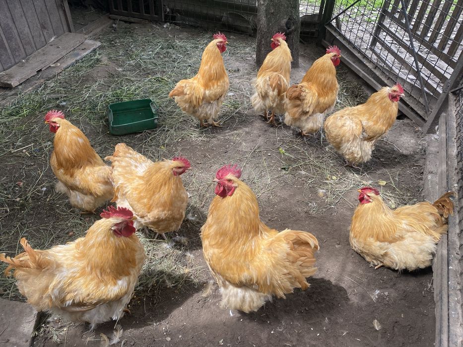 Продам півні  є вибір