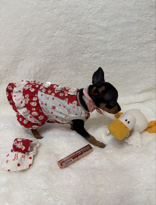 Той терʼєри міні та стандарт