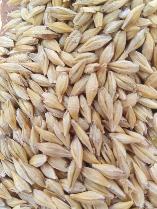 Продам ячмінь урожай 2025