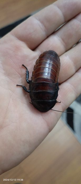 Karaczan madagaskarski