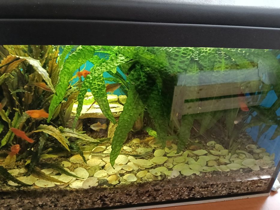 Kryptokoryna karbowana