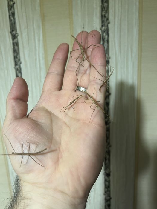 Палочники Анамські