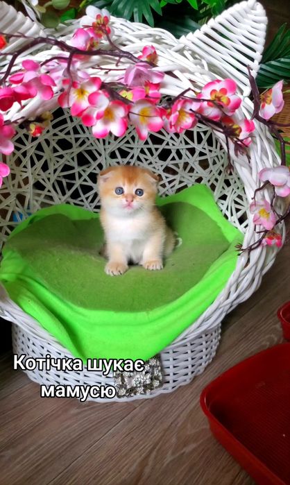 Ласкаві малючки. Кошенята золота шиншила.