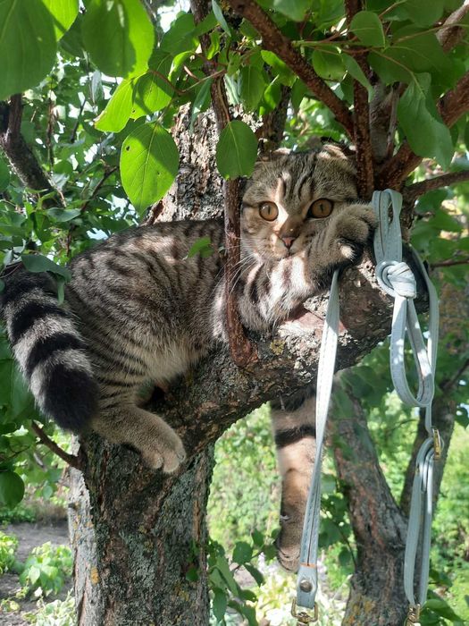 Шотландський котик! ВЯЗКА!!!