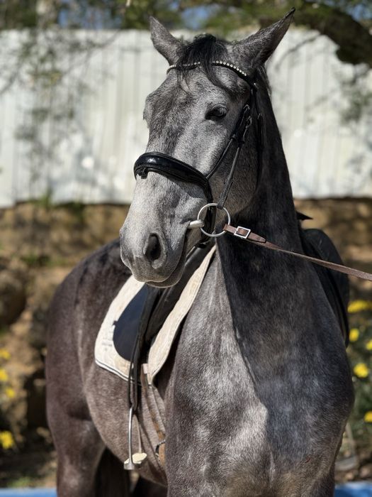 Cavalo PSL blue book complet !