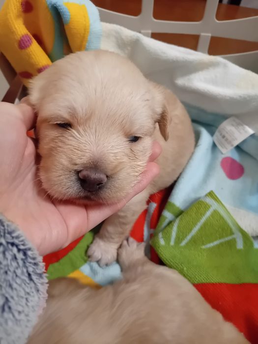 Adoção responsável