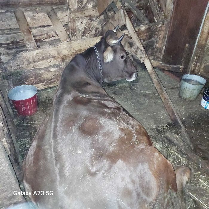 Продам добру корову тільна спокійна мягка...