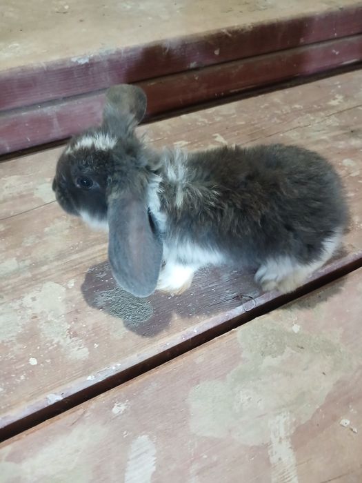 Sprzedam młode baranki francuskie