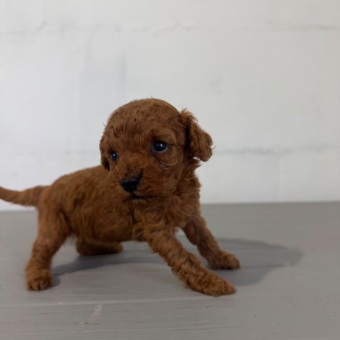 Caniche toy vermelho