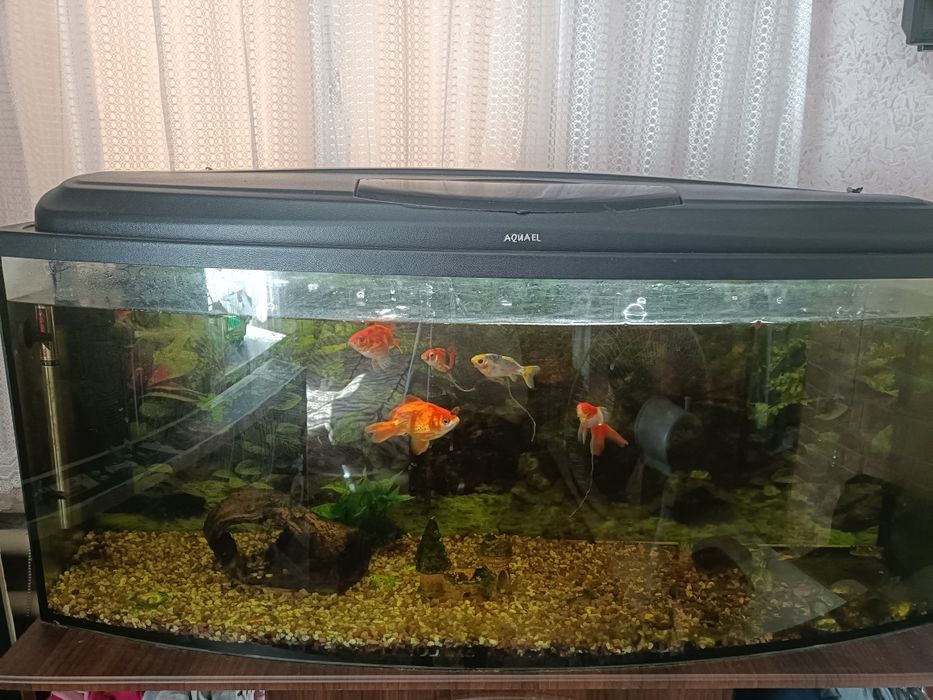 Акваріум дуже хорошому стані