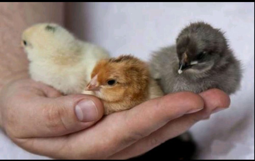 Курчата  Бройлер